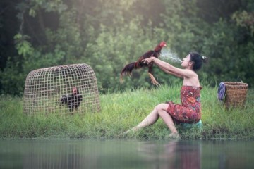 Game Sabung Ayam Online
