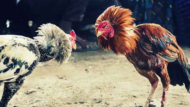 Cara Menang Judi Sabung Ayam Online Terpercaya